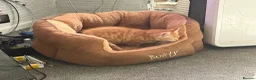 Mixed Breed cats for sale: Available Now - 2 Ginger & 1 Black Kitten - Advert 8