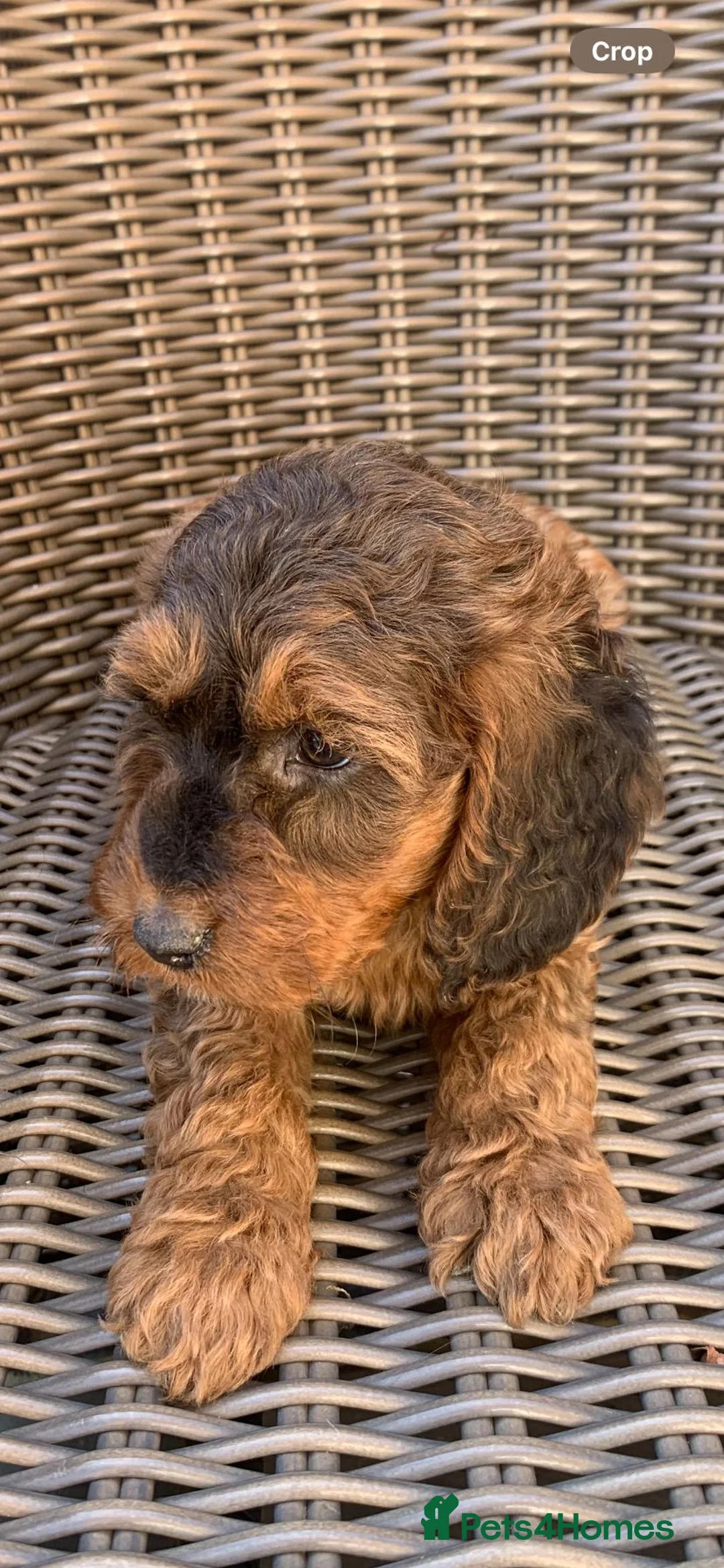 Cockapoo dogs for sale: Beautiful Merle chocolate cockapoos in Cranleigh - Advert 15