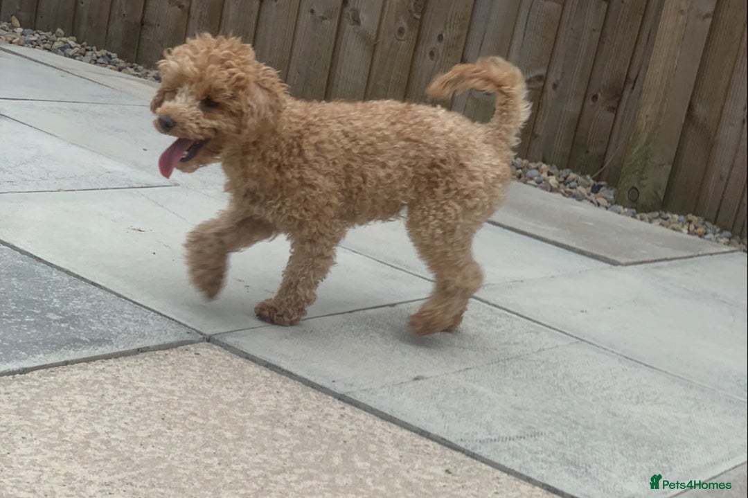 Toy Poodle dogs for stud: Apricot Toy poodle proven boy  - Advert 3