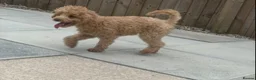 Toy Poodle dogs for stud: Apricot Toy poodle proven boy  - Advert 3
