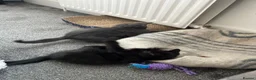 Mixed Breed cats for sale: Adorable kittens in Enfield - Advert 10