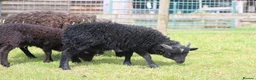Sheep livestock for sale: 2 Ouessant Wethers - Advert 2