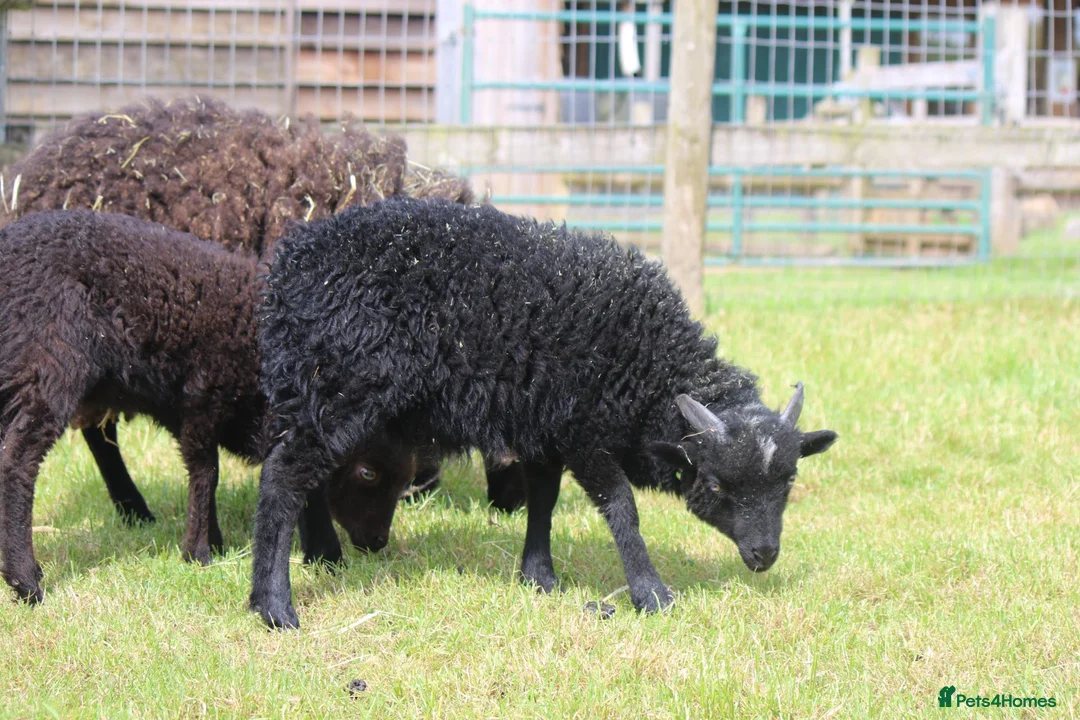 Sheep livestock for sale: 2 Ouessant Wethers - Advert 2