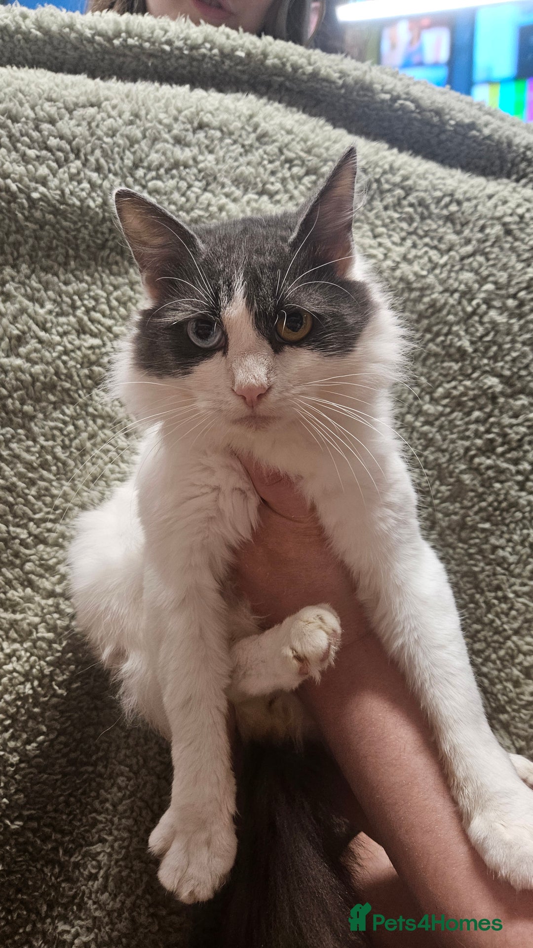 Mixed Breed cats for sale: Kittens  - Advert 16