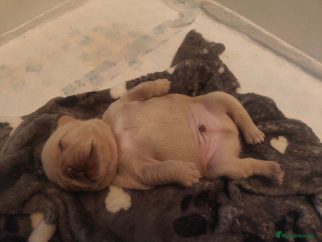 French Bulldog dogs for sale: 🐾 Premium Fluffy French Bulldog Puppies 🐾 - Image 4