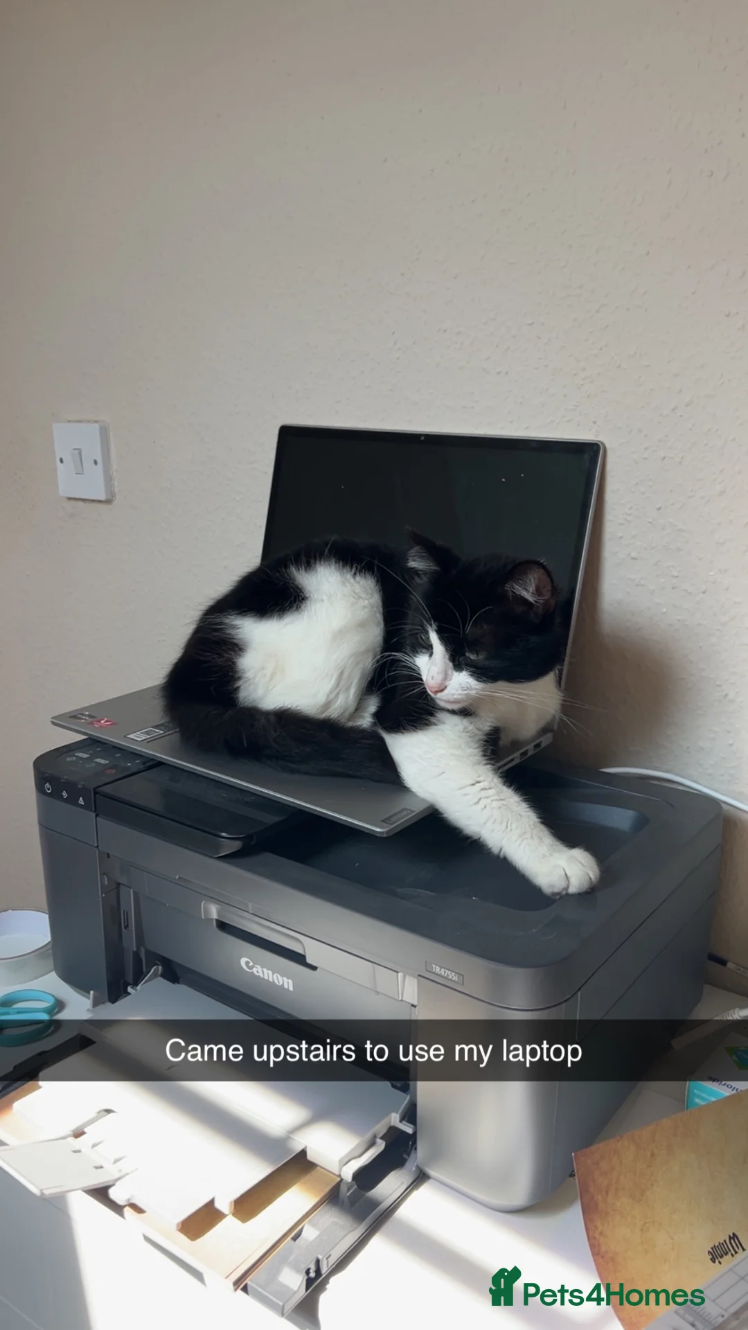 Mixed Breed cats for sale: Male 3 year old cat  - Advert 2