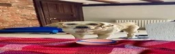 Golden Retriever dogs for sale: Adorable Home Raised KC Reg, Golden Retriever Pups - Advert 12