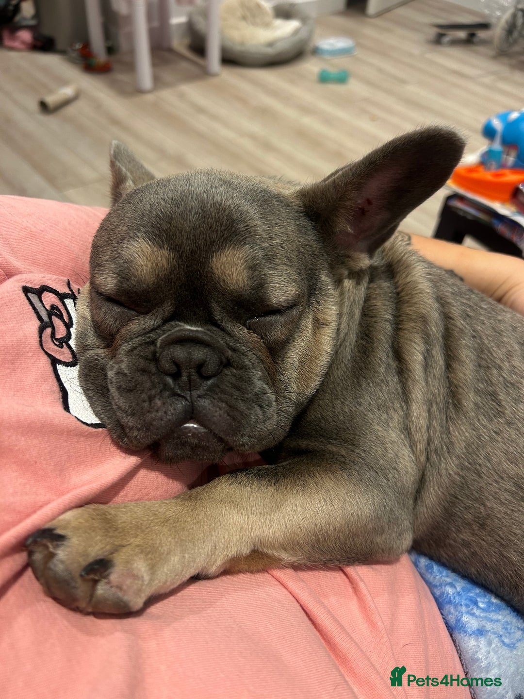 French Bulldog dogs for sale: Bulldog French Blue - Image 4