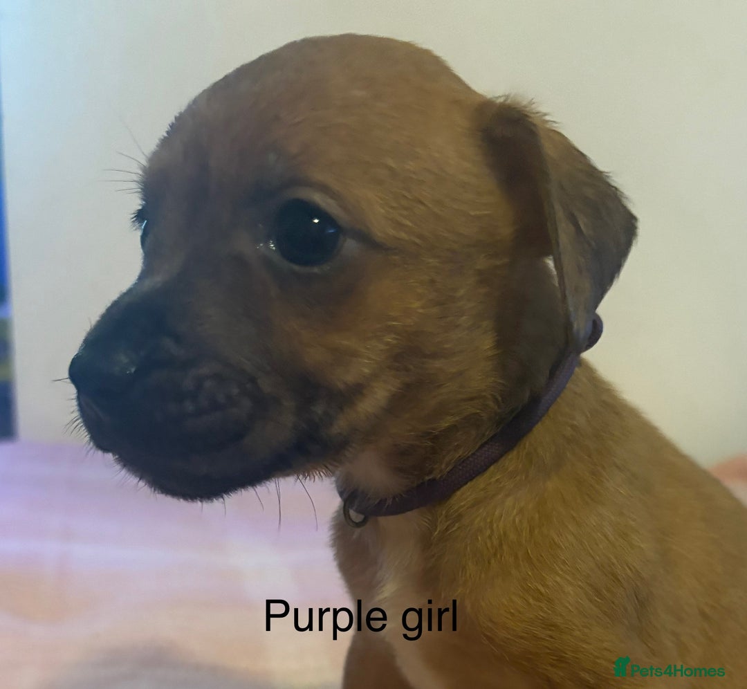 Staffordshire Bull Terrier dogs for sale: Beautiful coloured staffies - Image 22