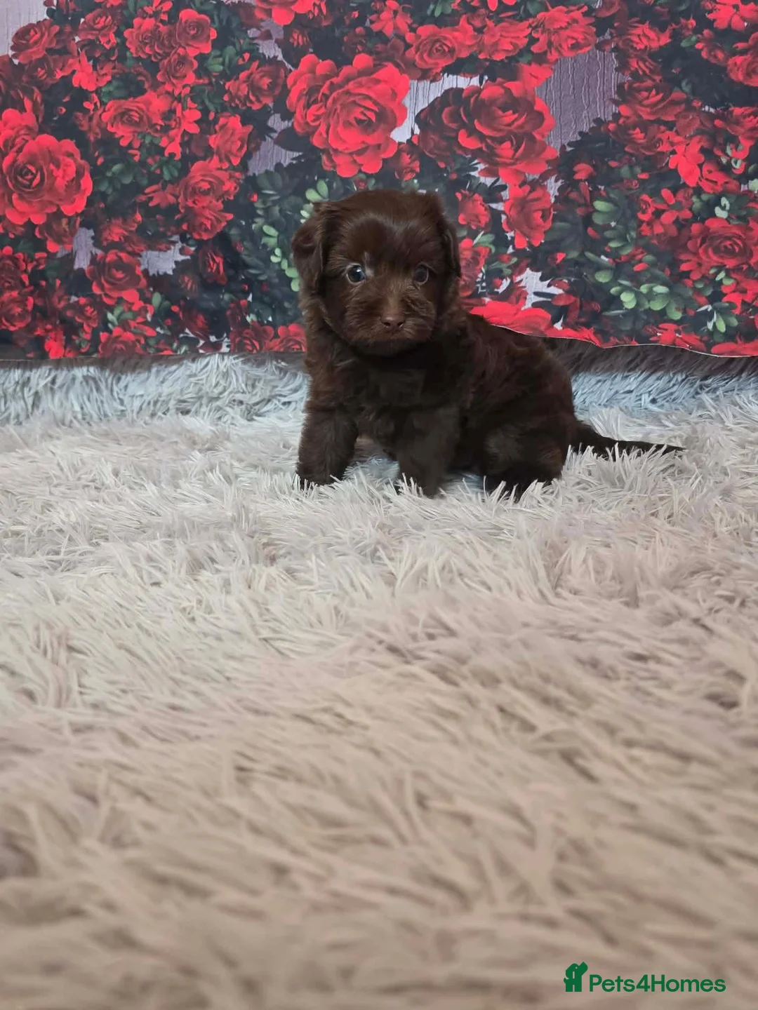 Maltipoo dogs for sale: Superb tiny maltipoos 🐾 in Lanark - Advert 15