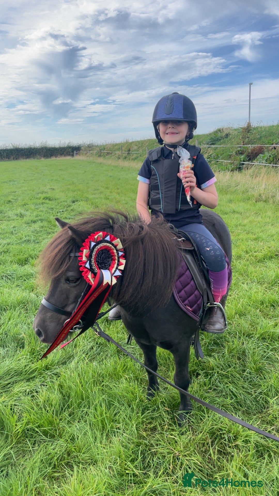 Shetland pony horses for sale: Mothers Dream first pony  - Advert 5