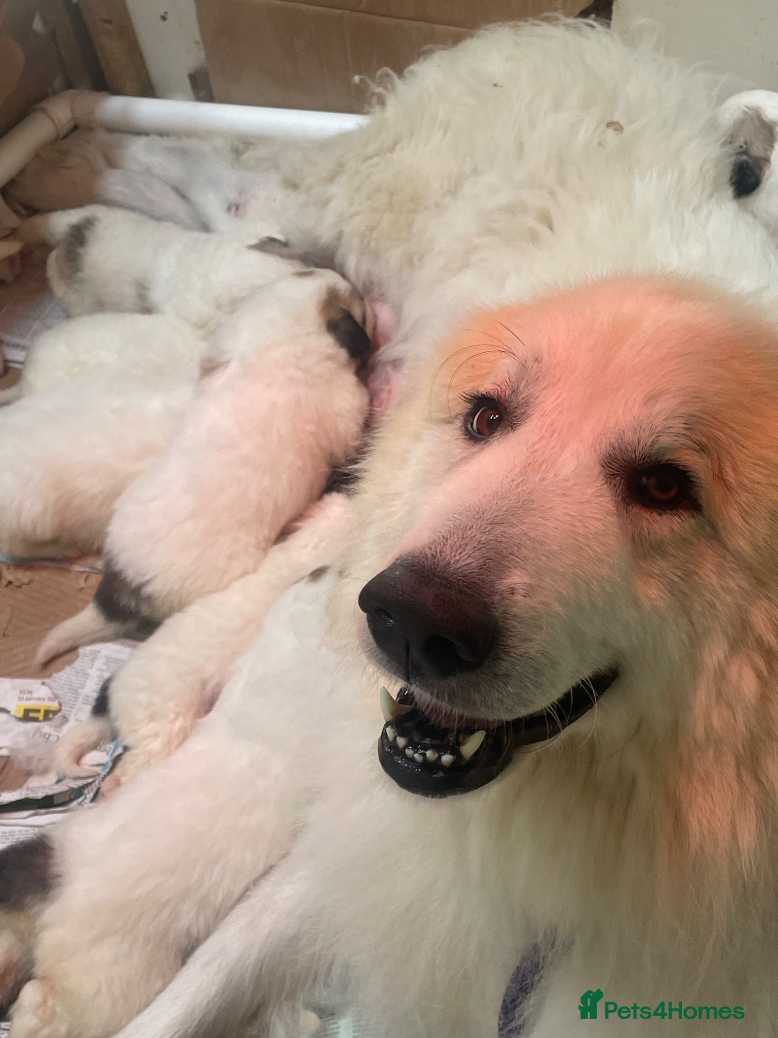 Pyrenean Mountain Dog dogs Beautiful female availble - Advert 1