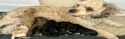 Cavachon dogs for sale: Adorable Cavachon puppies need forever homes - Advert 1