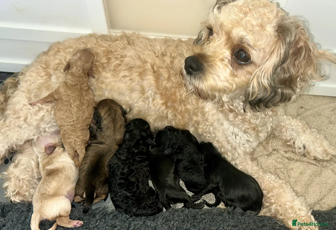 Cavachon dogs for sale: Adorable Cavachon puppies need forever homes - Advert 1