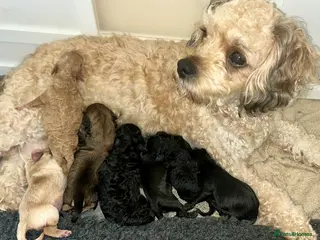 Cavachon dogs Adorable Cavachon puppies need forever homes - Advert 1