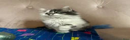 Siberian cats for sale: Siberian kittens, Ready Now 😻 - Advert 11