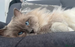 Ragdoll cats for stud: PROVEN GCCF Active Ragdoll Stud Dilute Lilac Genes in Manchester - Image 7