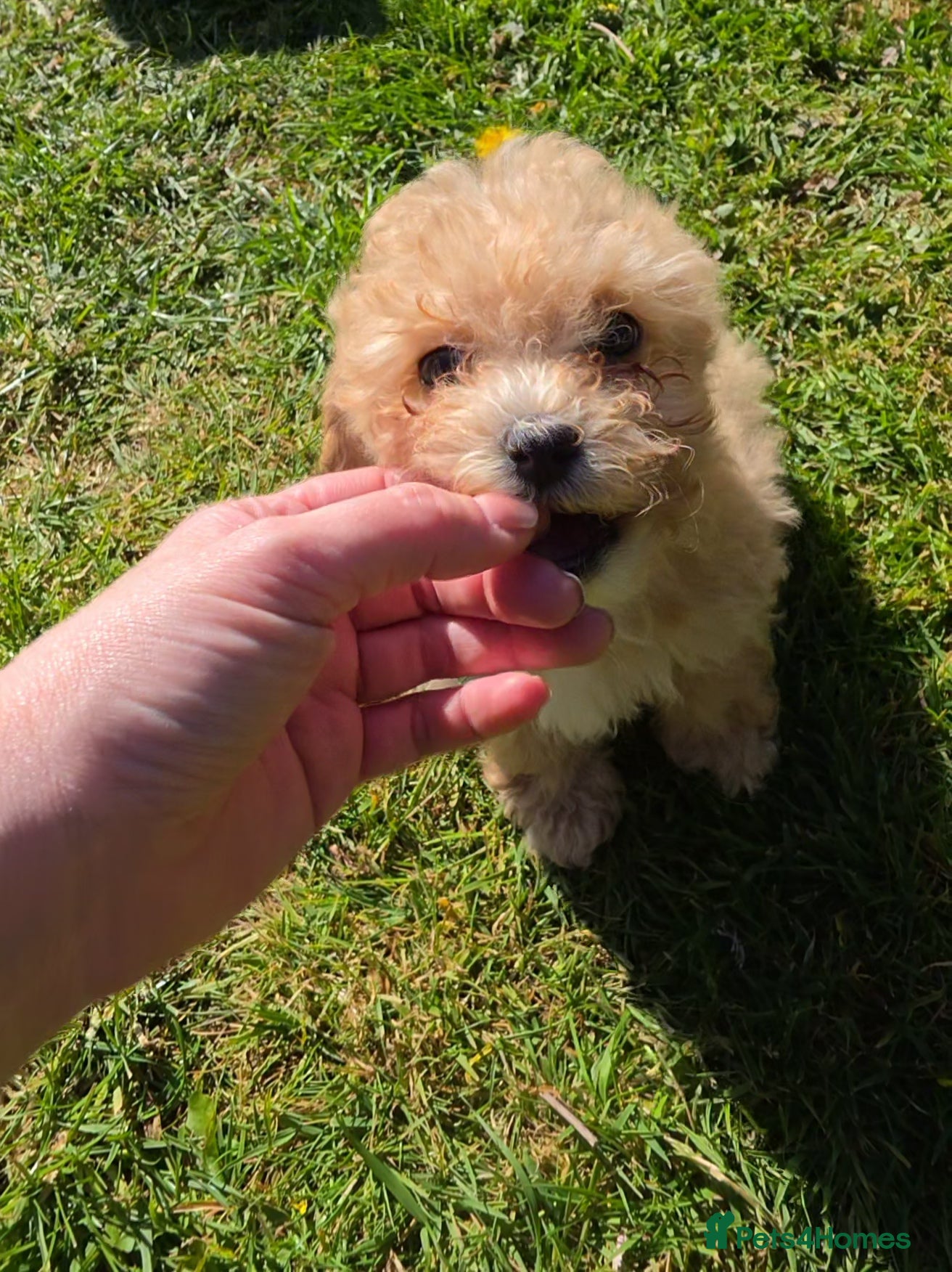 Poochon dogs for sale: Boys 850 , Girls 1050  - Advert 18