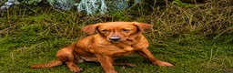 Labrador Retriever dogs for sale: FiOx red Labradors  - Advert 10