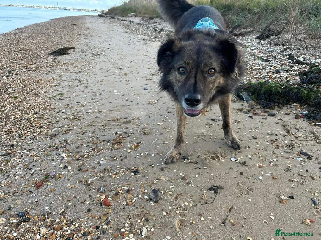 Mixed Breed dogs for adoption: Meet Lenny, currently residing in Southsea in Southsea - Advert 5