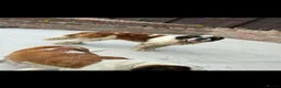 Saint Bernard dogs for stud: Beautiful saint Bernard stud  - Advert 3