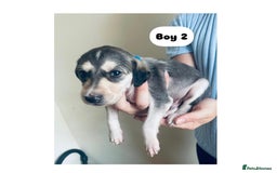 Saluki dogs for sale: KC registered Saluki puppies - Image 8