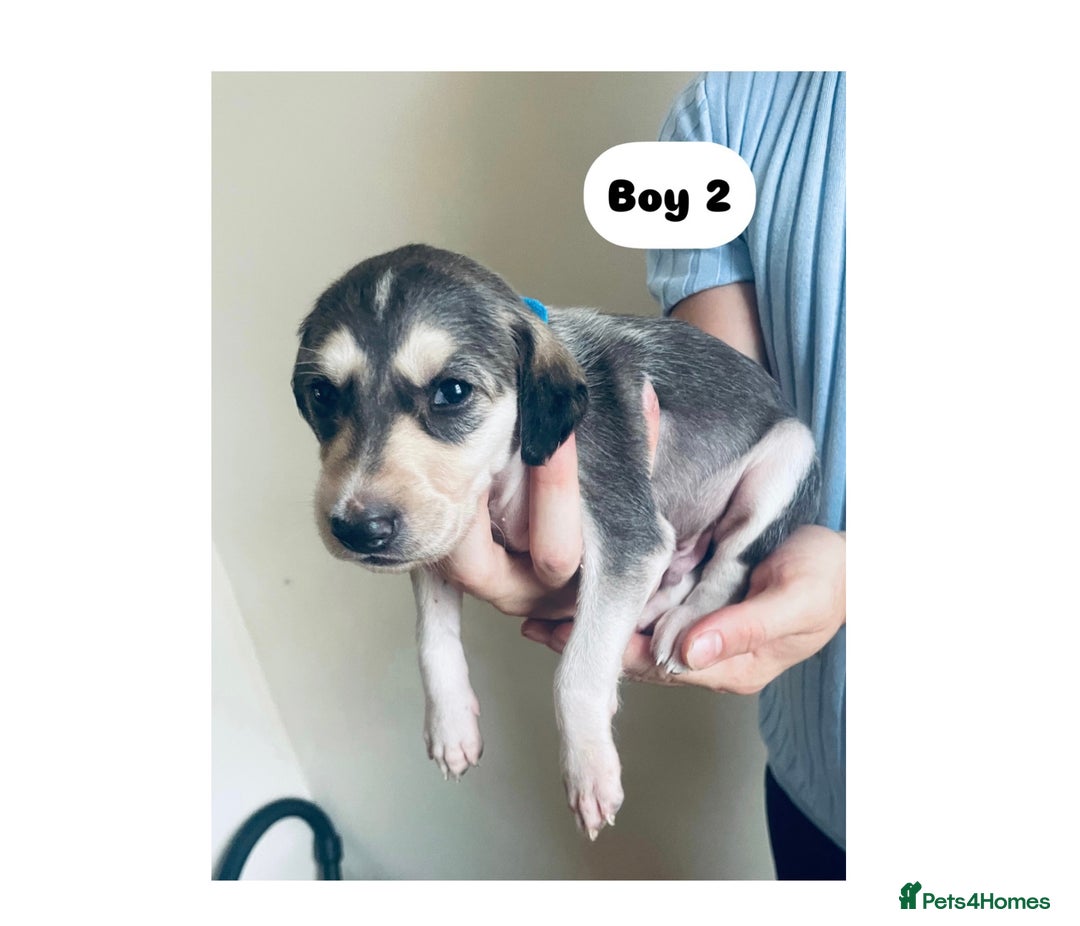 Saluki dogs for sale: KC registered Saluki puppies - Image 8