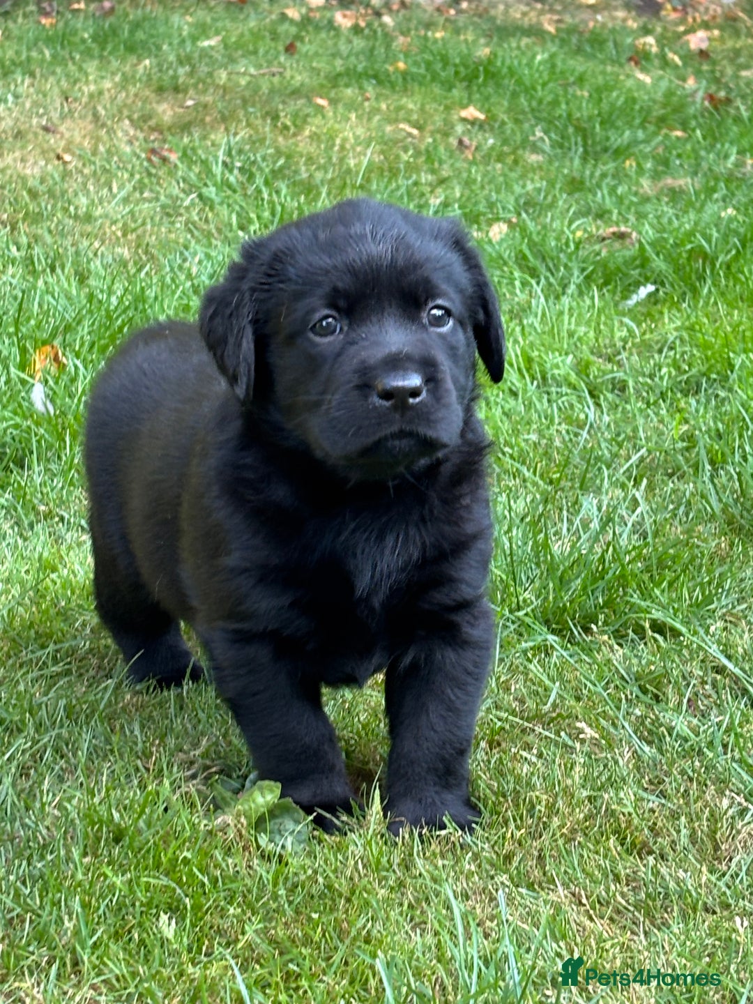 Labrador Retriever dogs for sale: Show chunky black Labradors - Image 7