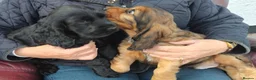 Cocker Spaniel dogs for sale: COCKER SPANIEL PUPS IN NORTHERN IRELAND - Advert 7