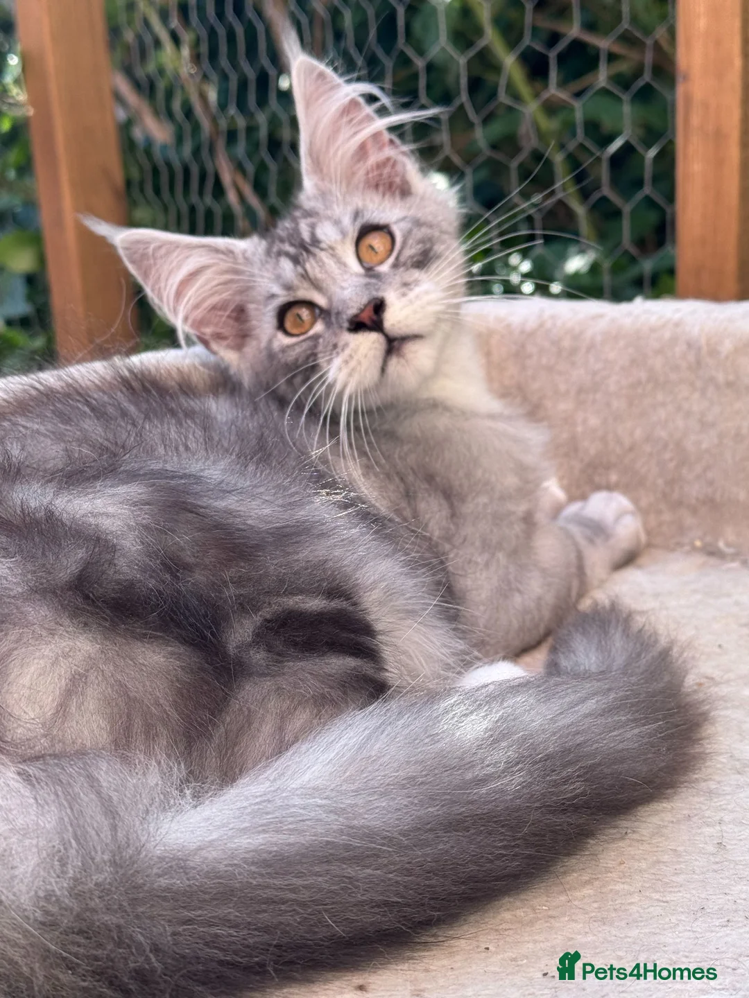 Maine Coon cats for sale: Gorgeous Maine Coon Male For Sale - Advert 2