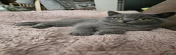 British Shorthair cats for sale: British Shorthair chunky girl  - Advert 11