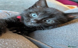 Mixed Breed cats for sale: Gorgeous kittens ready July 23rd - Image 26