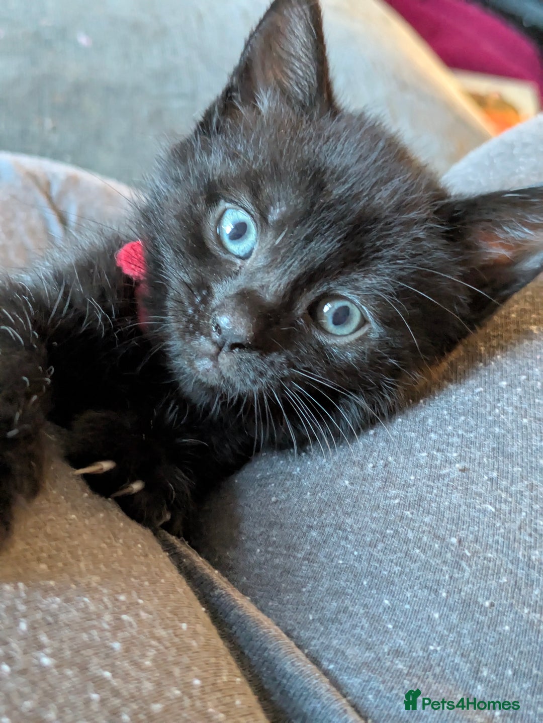 Mixed Breed cats for sale: Gorgeous kittens ready July 23rd - Image 26