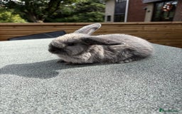 Mini Lop rabbits for sale: Mini Lop baby bunnies  - Image 2