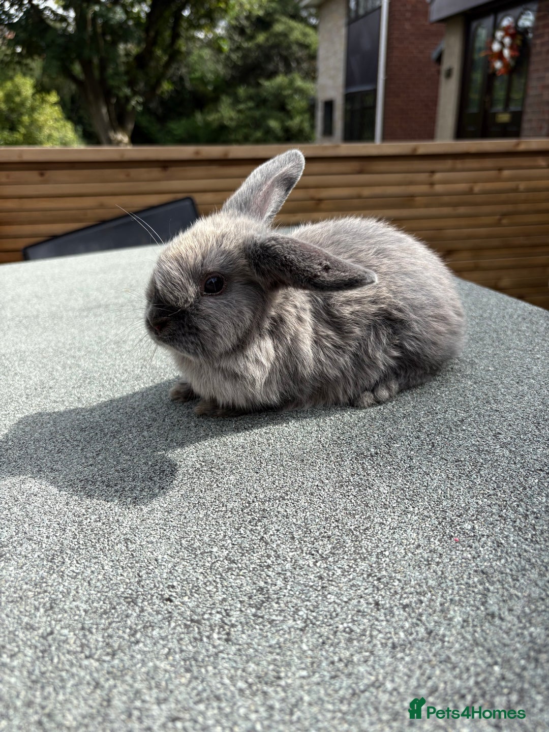 Mini Lop rabbits for sale: Mini Lop baby bunnies  - Image 2