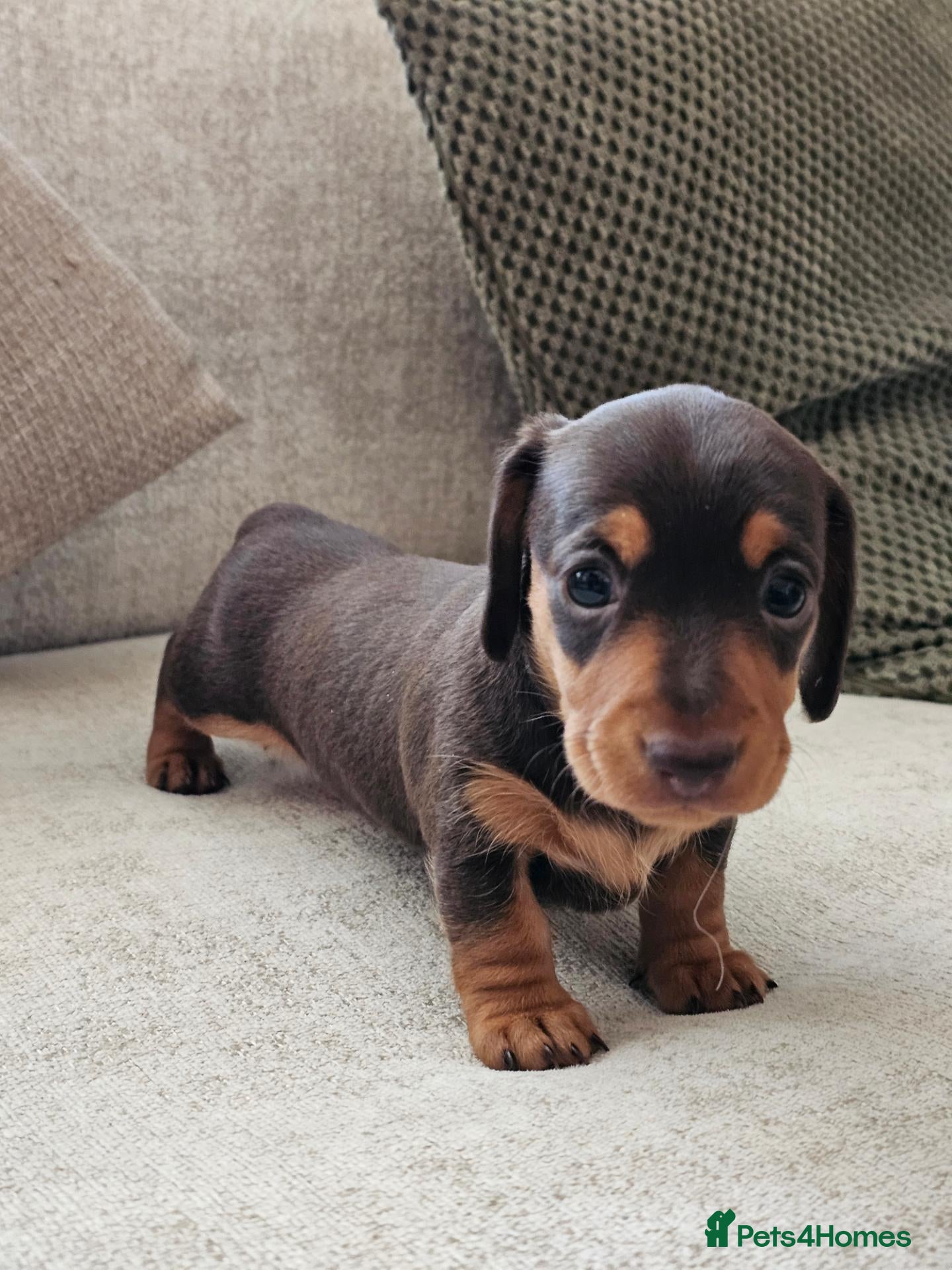 Miniature Dachshund dogs Female Miniature Dachshund Choc/Tan KC Reg Puppy - Advert 2