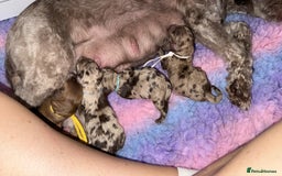 Cockapoo dogs for sale: F2bb Cockapoo Chocolate Merle Puppies  - Image 1