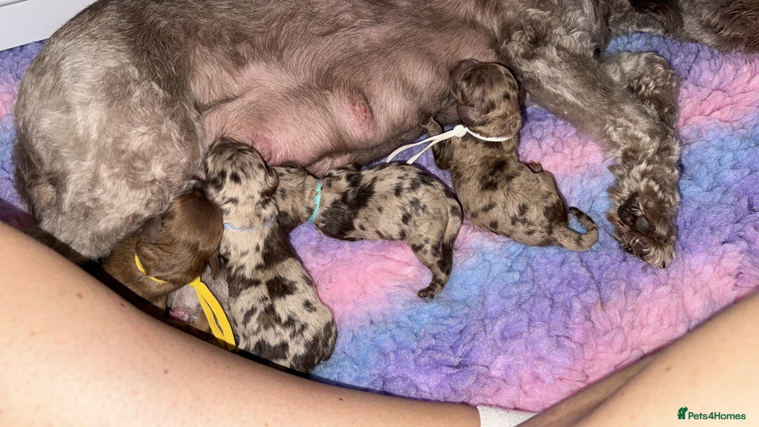 Cockapoo dogs for sale: F2bb Cockapoo Chocolate Merle Puppies  - Image 1