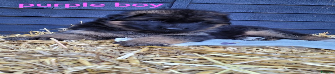 German Shepherd Puppy 1