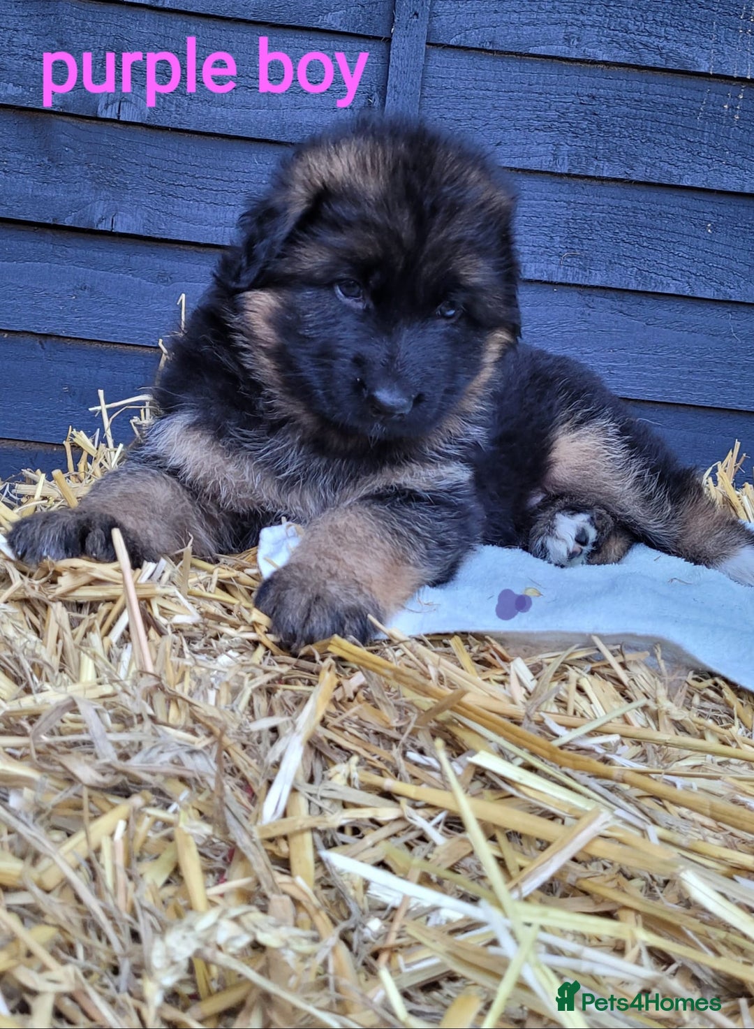 German Shepherd dogs for sale: German shepherd puppies  - Image 4