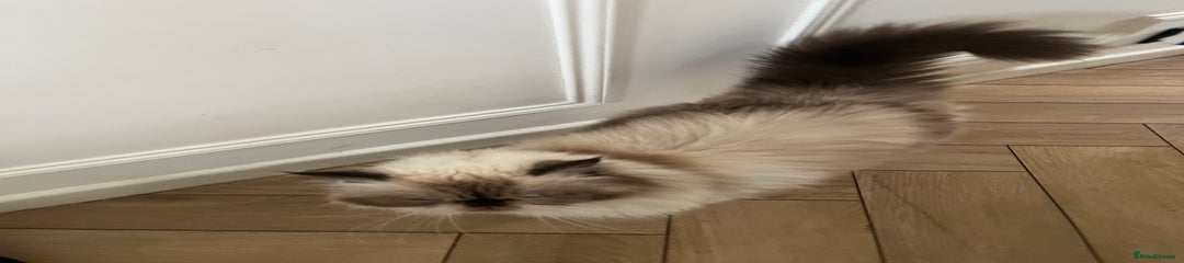 Himalayan Persisn