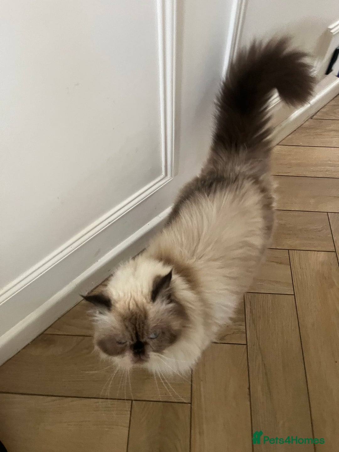 Ragdoll cats for sale: Ragdoll and Himalayan Persian for rehoming  - Image 6