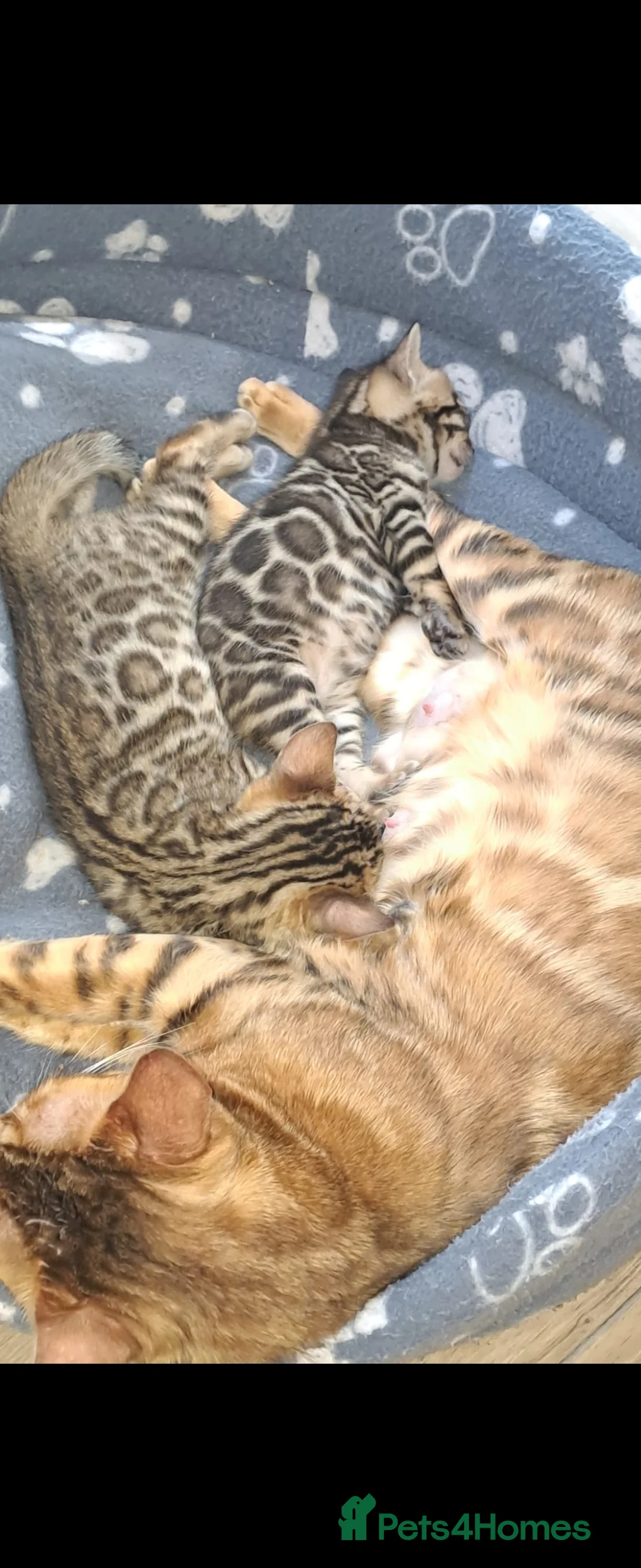 Bengal cats for stud: Proven Snow Bengal for studd in Southampton - Advert 25
