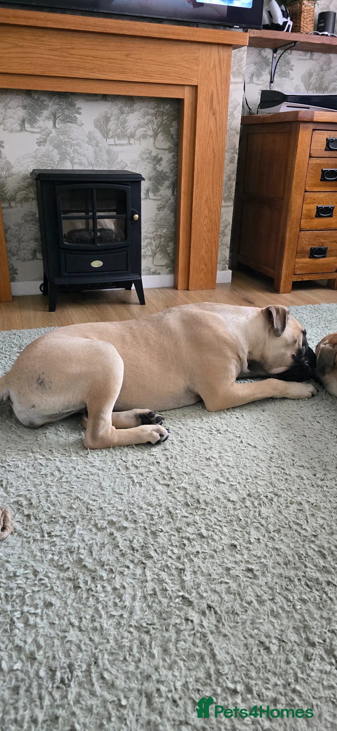 Bullmastiff dogs for sale: Bullmastiff female - Advert 12
