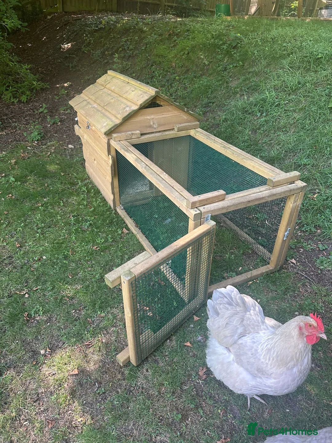Chickens poultry for sale: Four fabulous Orpington ladies! - Advert 12