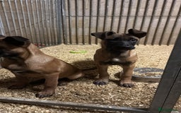 Belgian Shepherd Dog dogs for sale: Dutch herder puppys for sale  - Image 10