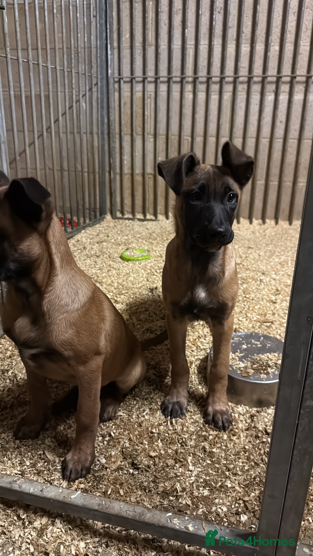 Belgian Shepherd Dog dogs for sale: Dutch herder puppys for sale  - Image 10