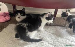 Domestic Shorthair cats for sale:  Adorable Black & White Kittens   - Image 5