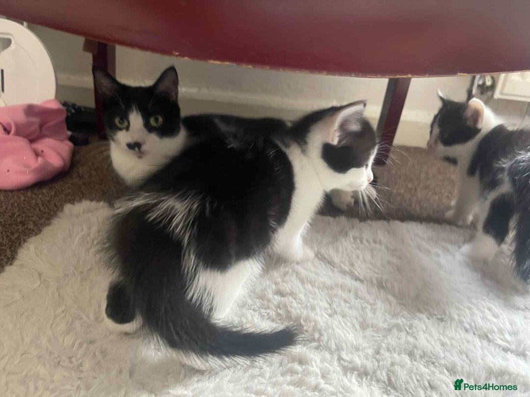 Domestic Shorthair cats for sale:  Adorable Black & White Kittens   - Image 5