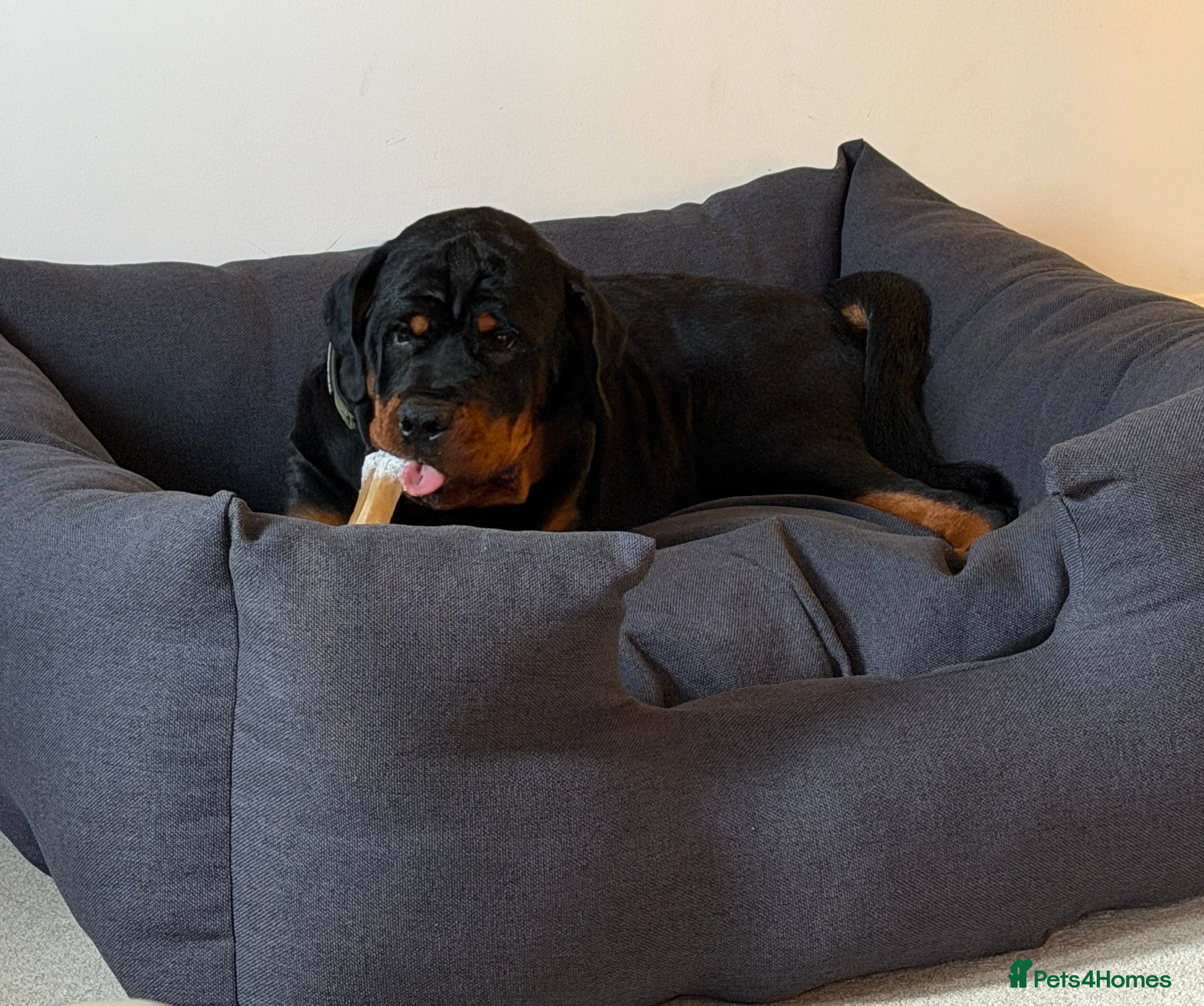 Rottweiler dogs 9 Month Old Male German Rottweiler - Advert 1